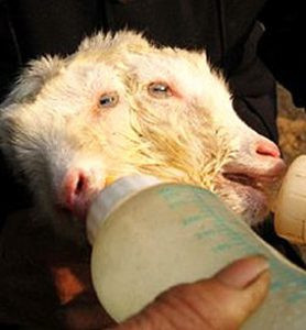 Animale deformato 01.jpg