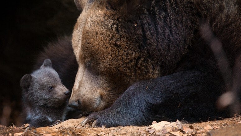 Gli animali del bosco: alcuni esemplari sono amati anche dai più